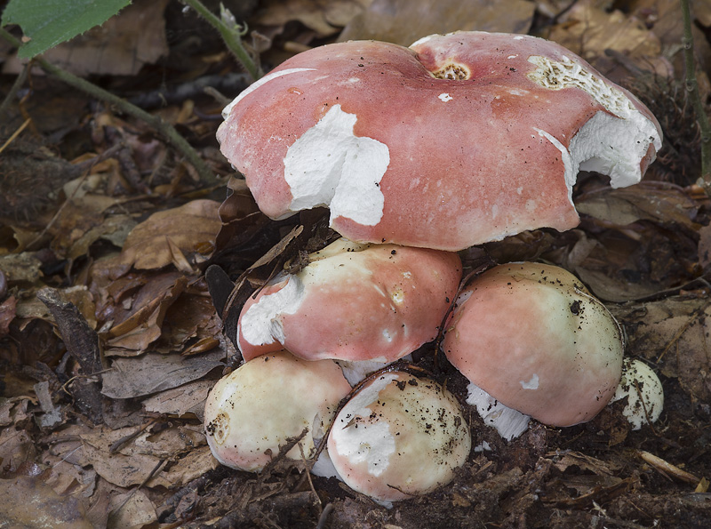 Russula rosea